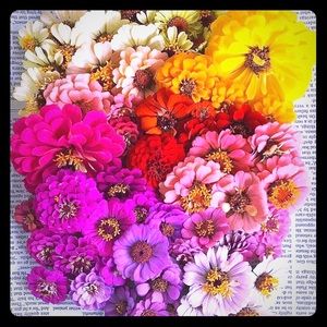 Meet your Posher, Jaimee